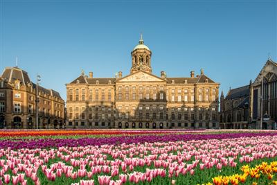 mit Tulpen